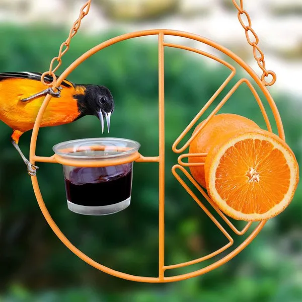 Oriole Bird Feeder Orange🐦 transform your backyard into an Oriole sanctuary